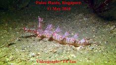  16 Nudibranchs Ideas Singapore North Sulawesi Flatworm