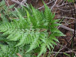 Image result for Asplenium adiantum-nigrum