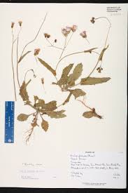 Image result for Emilia tessmannii