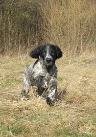 Image result for Velký münsterlandský ohař