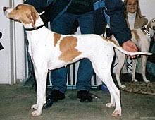 English pointers are very easy to train. Pointer Dog Breed Wikipedia