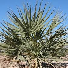 Image result for Nannorrhops ritchieana