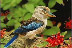 Home » download wallpaper » 175 birds wallpapers free download. Wallpapers Of Beautiful Birds Wallpapers