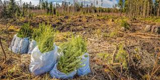 Find farms that align with your sustainability goals or select a bundle of farms to easily diversify your carbon portfolio. How To Buy Carbon Offsets Zero Energy Project