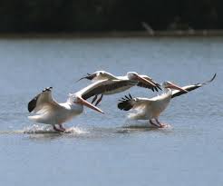 Stream san antonio spurs vs new orleans pelicans live. Just Ask Us What Were Pelicans Doing On Lake Monona Just Ask Us Madison Com