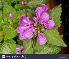 Wir stellen ihnen die besten schattenliebenden gewächse für den garten vor. Lila Rosa Blumen Boden Decken Steingarten Pflanze Lamium Maculatum Beacon Silver Umgeben Von Hellgrune Herzformige Blatter Auf Dunklem Hintergrund Stockfotografie Alamy