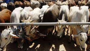 Kami membekalkan daging segar lembu dan kerbau, lembu untuk ibadah korban, aqiqah dan. Kisah Yasmudi Jadi Pemijat Sapi Selama 20 Tahun Nasional Tempo Co