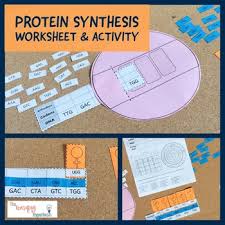 Dna mutations practice worksheet transcribe and translate kidz in transcription and translation transcription worksheet answer key biology kidz activities with transcription and translation view notes transcription and translation worksheet1 with key from bio 311c at university of texas. Transcription And Translation Practice Worksheets Tpt