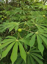 Image result for Manihot grahamii