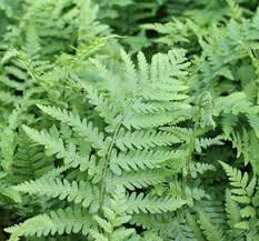 Image result for sleziník Asplenium