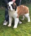 Long Haired St Bernard Puppies