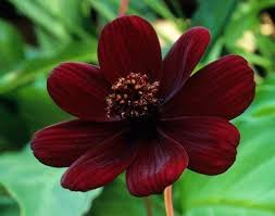 Chocolate Cosmos Nebulas Cosmos Flores Dalias