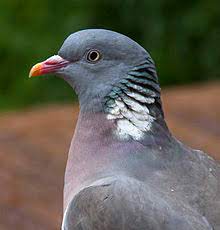 Common Wood Pigeon Wikipedia
