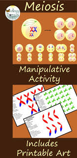 Hands On Activity Where Students Will Be Manipulating The Organelles Found In A Cell During Interphase Meiosis I Meios Meiosis Meiosis Activity Cell Division