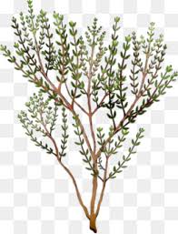 Timeline template crime / timeline template crime. Breckland Thyme Png Free Download Palm Trees