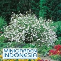 Di indonesia, cosmos (cosmos caudatus) dikenal dengan nama kenikir. Daftar Harga Bibit Bunga Lobelia White Fountain Bulan Juli 2021