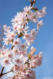 Image result for Ochna inermis