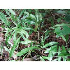 Image result for Coniogramme