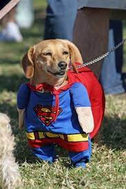 us halloween dogs costume parade dog costumes funny funny dog pictures best dog halloween costumes