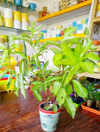 People are more familiar with the leaves as the leaf extracts are potent in increasing the level of haemoglobin in the blood. Plantscape Medicinal Herb Plants 1 Insulin Plant Facebook