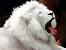 High Resolution Animal Desktop Background