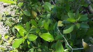 Image result for Catha edulis