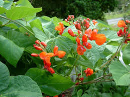 Image result for Phaseolus coccineus