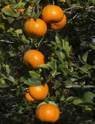 Ships from and sold by stora llc. Citrus W Murcott Afourer Mandarin Citrus Reticulata Hybrid Citrus Reticulata Mandarin Tree Citrus