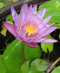 Lirik teratai oleh inka christie. Bunga Dhieee Di Sini