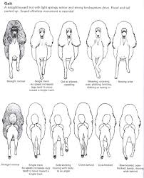 Standard Poodle Structure Explained Standard Poodle Poodle Poodle Puppy