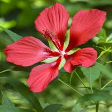 Image result for Hibiscus kirkii