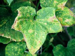 Image result for spider mites cucumber plants