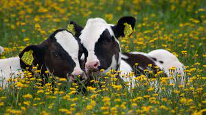 How Long Do Cows Live
