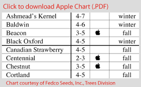 Early Maine Apples Maine Boats Homes Harbors