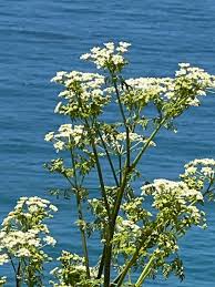 Image result for Conium