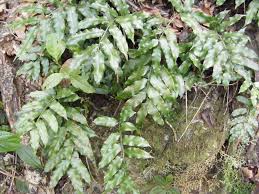 Image result for Lomariopsis warneckei