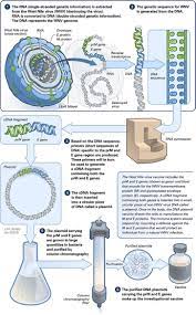 An rna vaccine or mrna (messenger rna) vaccine is a type of vaccine that uses a copy of a natural chemical called messenger rna (mrna) to produce an immune response.1 the vaccine. Dna Vaccine Wikipedia