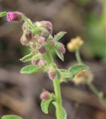 Image result for Blumea axillaris