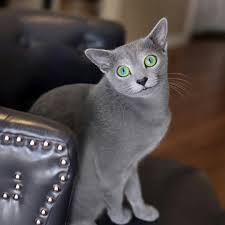 photogenic kitty russian blue dog cat cats
