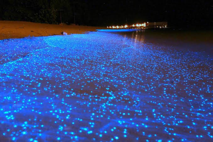 Blue Tears” phenomenon | Sabahnites | Your Ultimate Sabah Guide