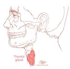 It's most common in people in their 30s and those over the age of 60. Thyroid Cancer Johns Hopkins Medicine