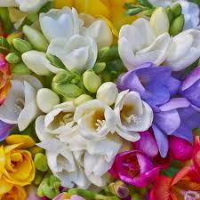 Image result for Freesia grandiflora