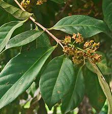 This shrub has a refined appearance and is hardy and vigorous in habit of growth. Bay Leaf Wikipedia