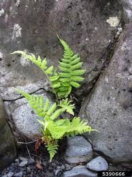 Image result for Thelypteridaceae