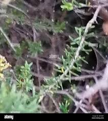 Image result for Gnidia burchellii