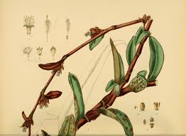 Image result for Cyanotis lanata