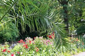Mein großvater bekam in der pflege starke beruhigungsmittel und war deshalb verwirrt. Dattelpalme Phoenix Palme Pflege Von A Z Und Uberwintern