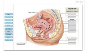 The female reproductive system provides several functions. Drag The Labels Onto The Diagram To Identify The Chegg Com