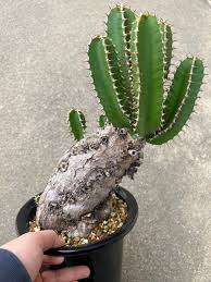 Image result for Euphorbia mlanjeana