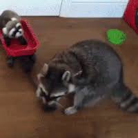 Here you will find the best funny gifs to enjoy and share with your friends ;) like gifsme on social media <3. Racoon Gifs Get The Best Gif On Gifer